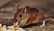 24 Hour & Emergency Exterminators in Birch Harbor, ME